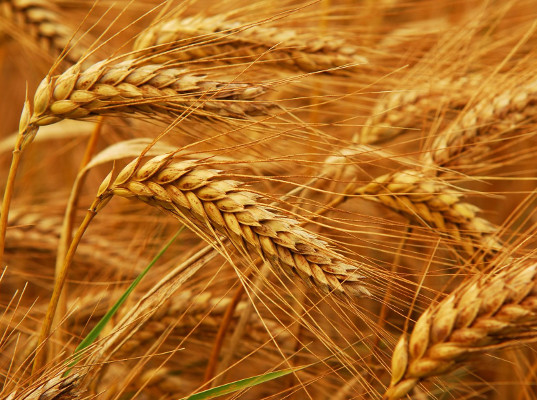 Аграрии ЮФО попросили увеличить квоту для продажи продукции за границу Аграрии ЮФО попросили увеличить квоту для продажи продукции за границу